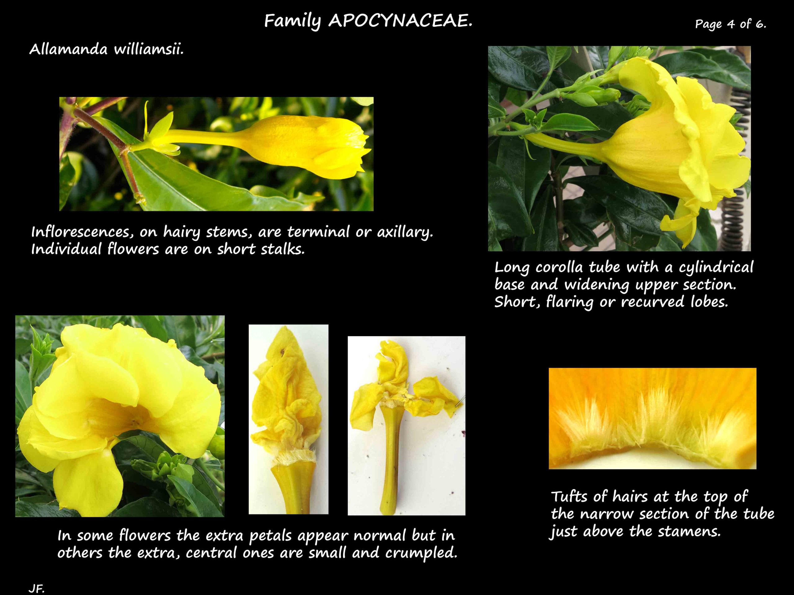 4 Allamanda williamsii perianth